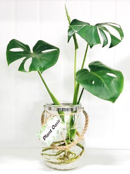 Hydro Monstera