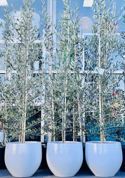 Olive Tree - 300mm Nursery Pot | My Plant Oasis