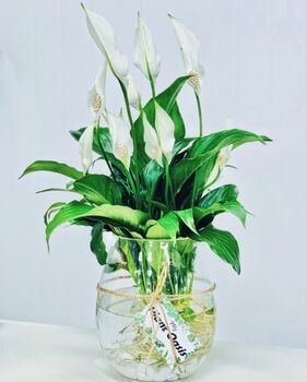 pothos scindapsus Satin Pothos